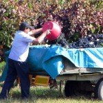 vendemmia Gualtieri vigneto_1