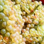 verdicchio guide italiane