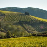 tignanello_vigneti