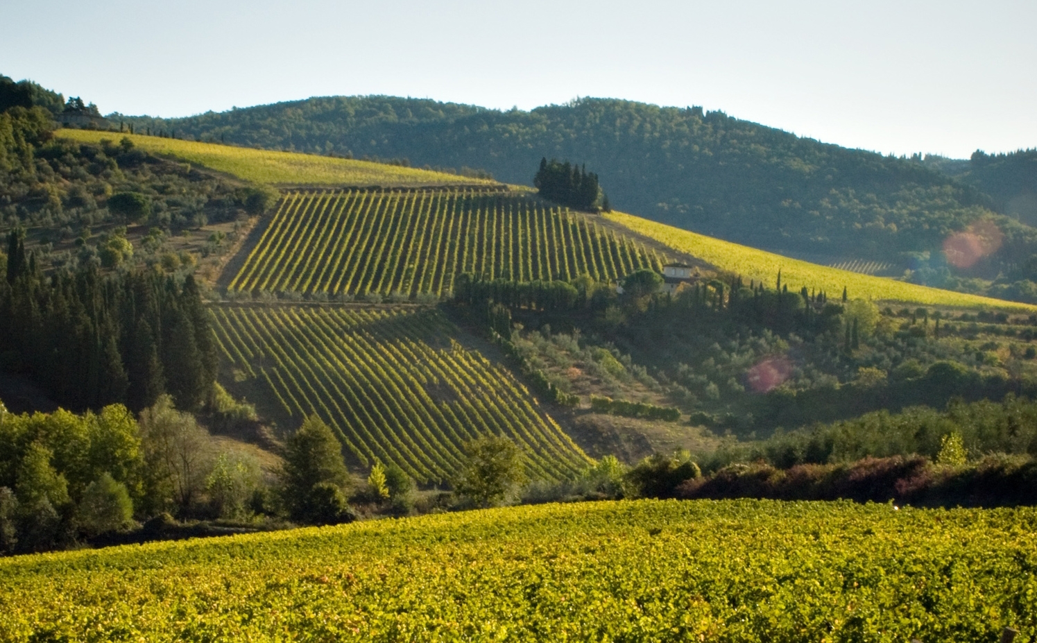 tignanello_vigneti