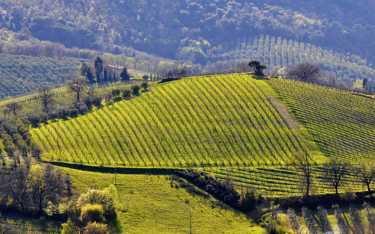 vigneti