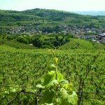 Colline di Gambellara