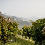 Scorcio chiesa Torbe tra i vigneti_Cantina Valpolicella Negrar