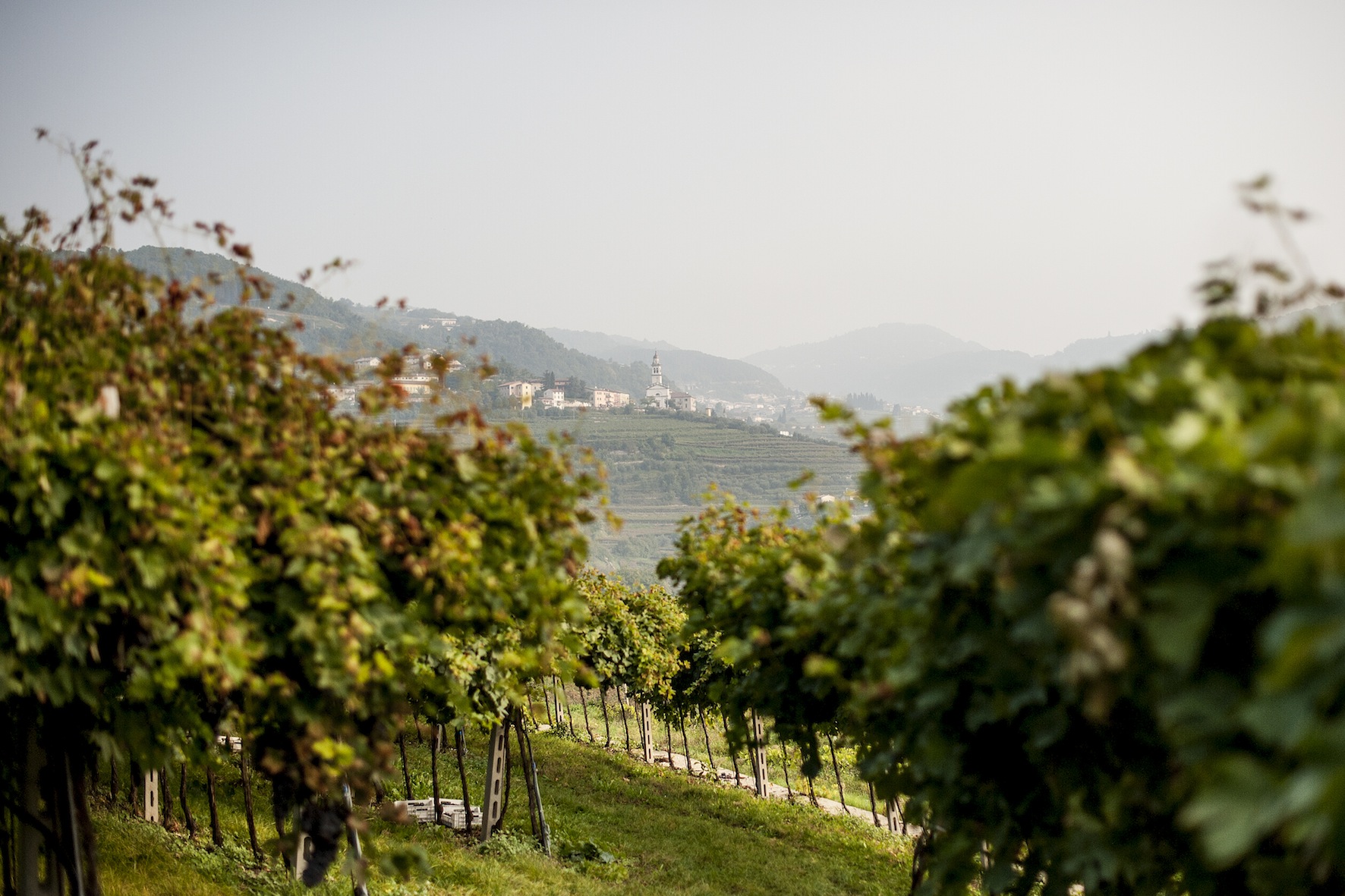 Scorcio chiesa Torbe tra i vigneti_Cantina Valpolicella Negrar