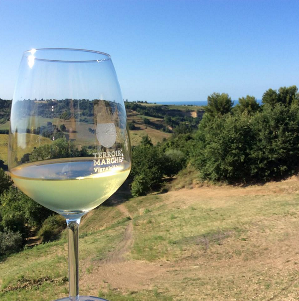 Terroir Marche vino