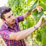 Thomas Niedermayr in vigna