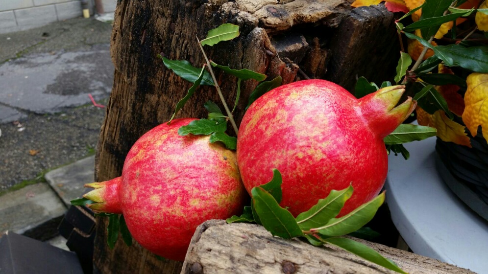 melagrana Grossa di Faenza