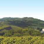 Colli di Gambellara