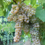 Festa del vino