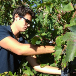 Maximilian Girardi in vigna