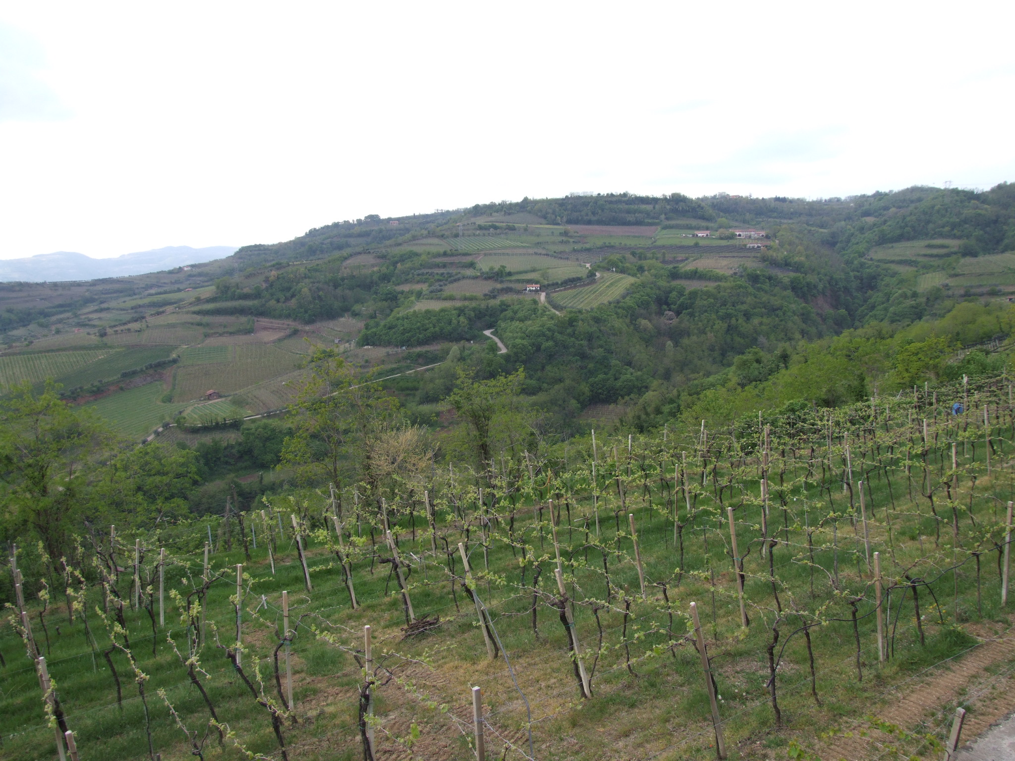 vigneti Passeggiando con Bacco