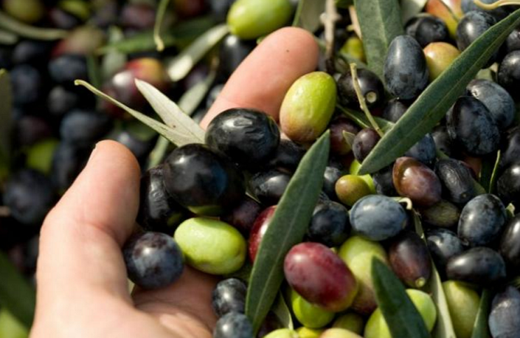 eccellenza olive