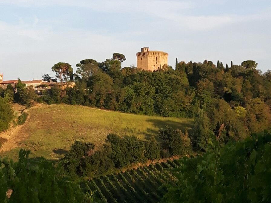 Torre di Oriolo tra i vigneti - Copia (2)