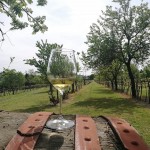 Bianchello