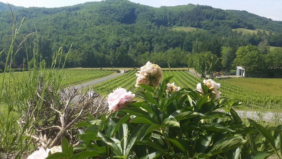 veduta vigna bassa