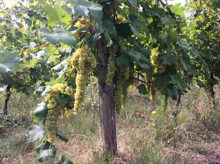 vigneto Tenuta Il Plino