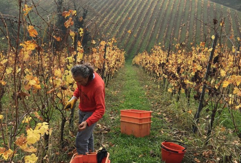 Alessandro Ramilli di Tenuta Il Plino