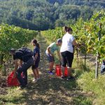 Festa della vendemmia a Vigna Cunial