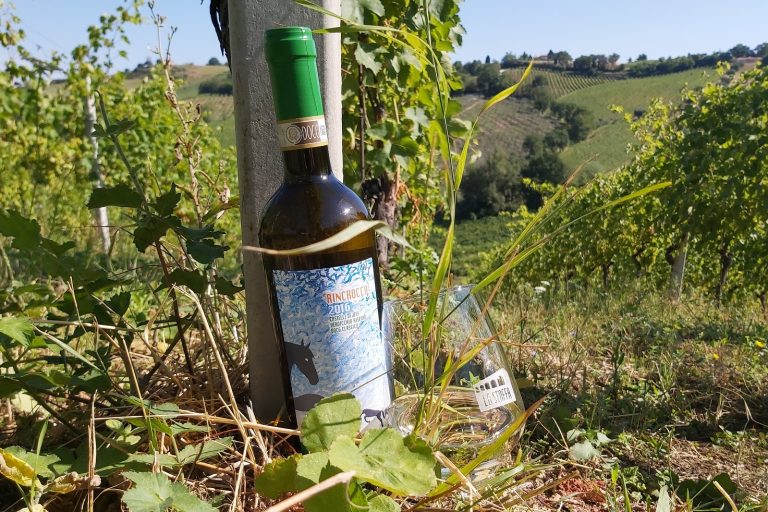 Rincrocca 2016 in vigna