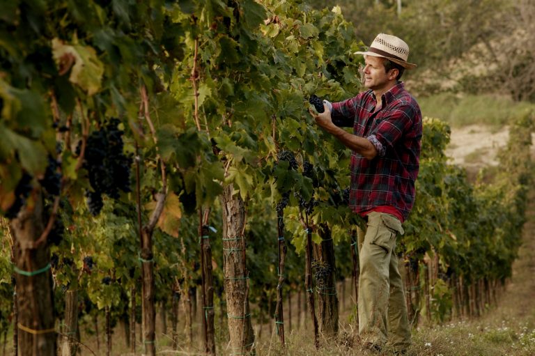 Paolo Beretta in vigna