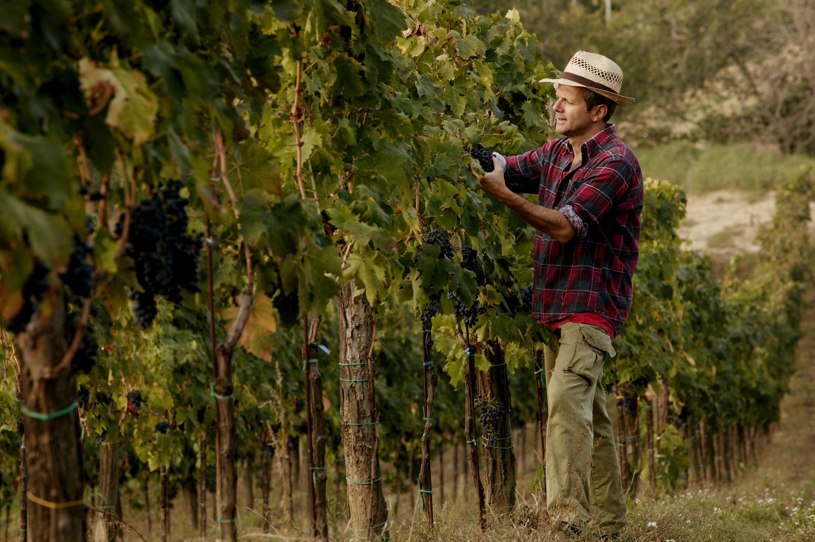 Paolo Beretta in vigna