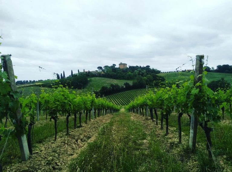 Torre di Oriolo vigneti