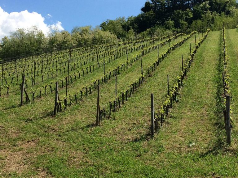 vigneto Tenuta il Plino