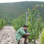 Maximilian Girardi in vigna 2