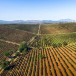 CAntina-di-Venosa_Vigneti