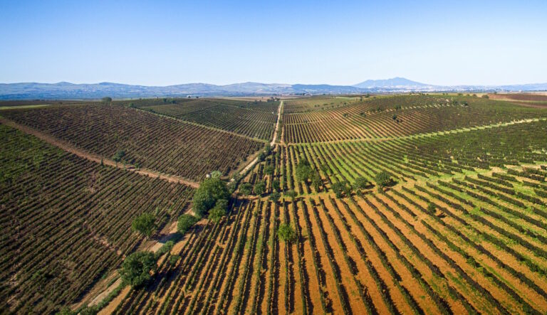 CAntina-di-Venosa_Vigneti