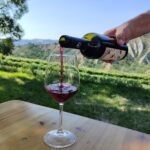 Sangiovese-colline-Brisighella