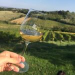 Calice-di-vino-fronte-vigna-a-Oriolo