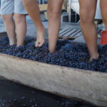 Festa della vendemmia a Carpaneto Piacentino