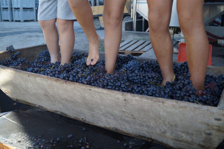 Festa della vendemmia a Carpaneto Piacentino