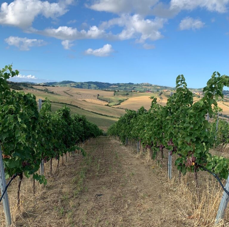 Foto 3. Vigneto sperimentale di Saludecio (RN) dove stiamo monitorando le varietà PIWI Palma e Pinot Regina (1)